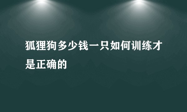 狐狸狗多少钱一只如何训练才是正确的
