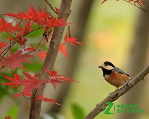 什么是安全快门