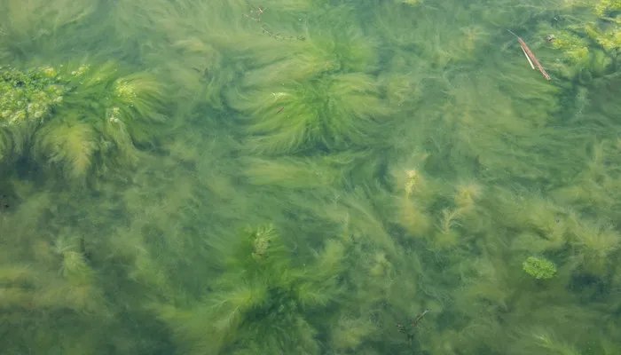 常见的单细胞生物有哪些