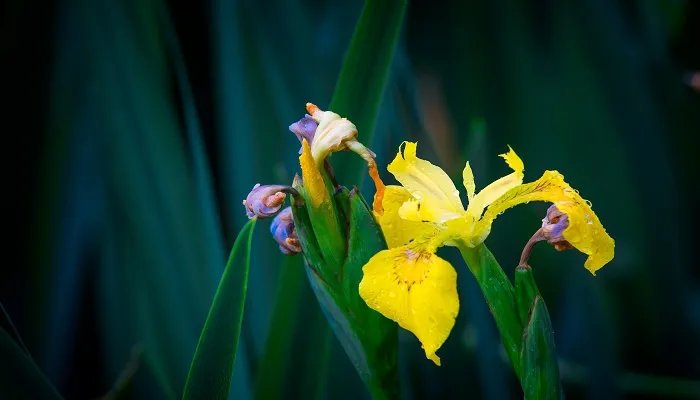 鸢尾花花语是什么 鸢尾花语及寓意