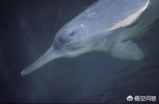 白鱀豚是怎样灭绝的