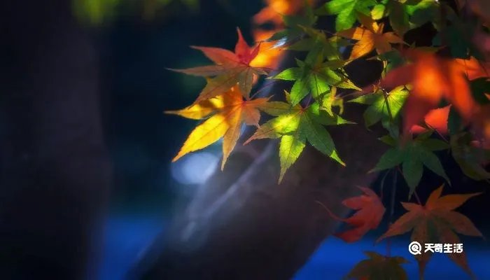 枫桥夜泊题目的意思是什么