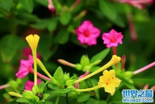 夏天家里放一物绝对没蚊子，还能装饰房间(一举两得) 