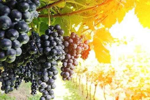 山葡萄的功效与作用