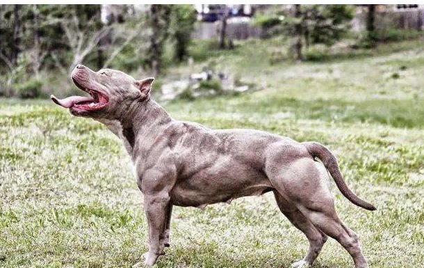 世界十大斗犬排名 第一最强悍凶猛看着都怕