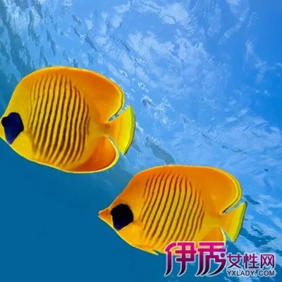 屏保热带鱼图片大全