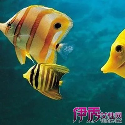 屏保热带鱼图片大全