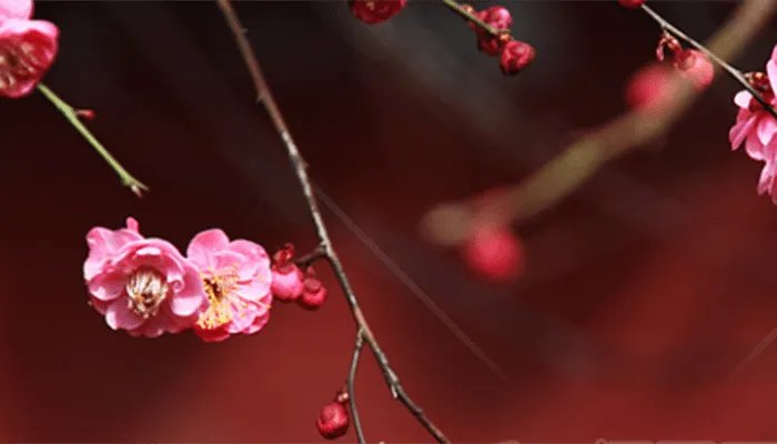 十月开什么花 十月有什么花开