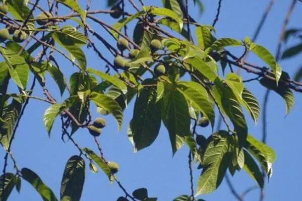 十大神奇的植物，世界花王排第八，第五见血封喉
