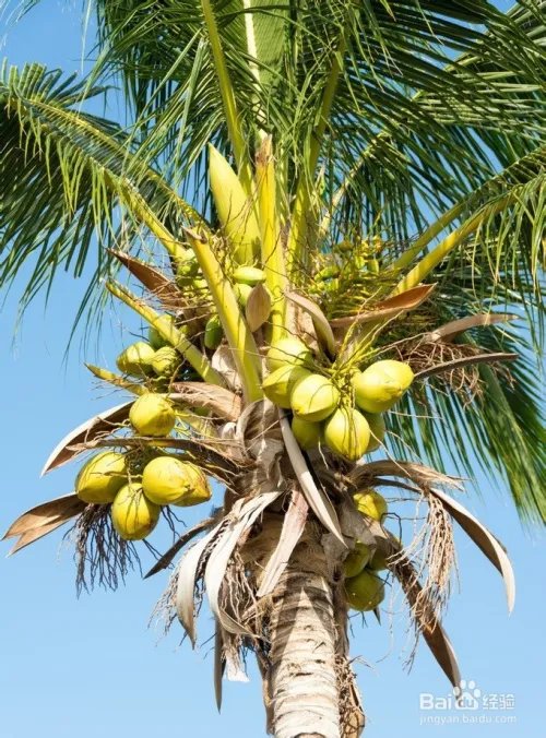 写出几种植物传播种子的方法