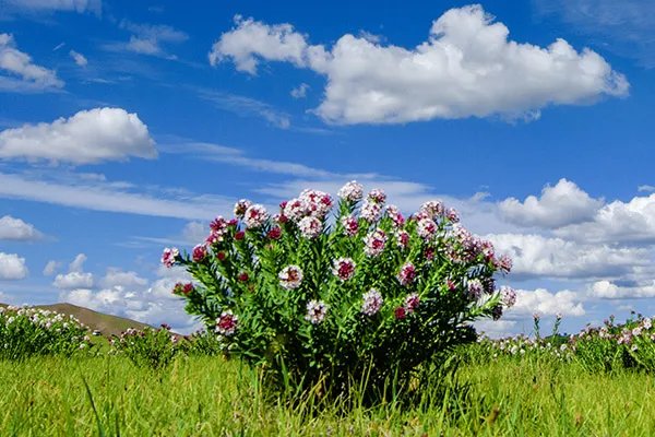 狼毒的功效与作用