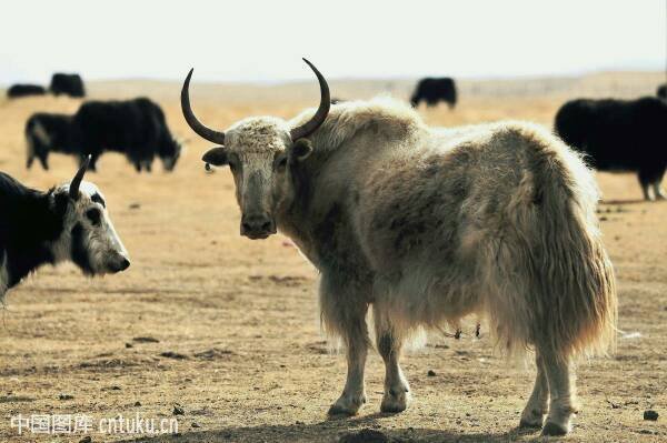 牦牛的图片