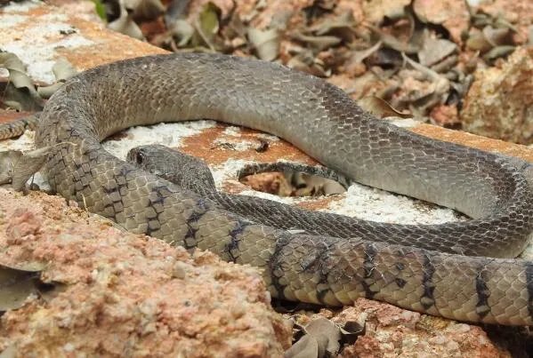 国内十大常见的无毒蛇 乌梢蛇上榜,第一性格好
