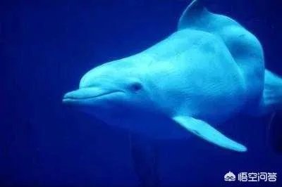 白鱀豚是怎样灭绝的