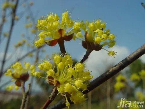 山茱萸介绍  山茱萸图片