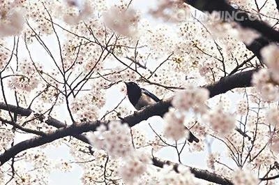 樱井夕树图片？