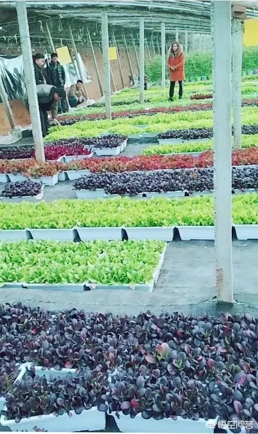 提问:如今农村养殖业跟特色种植业哪个发展前景更好？