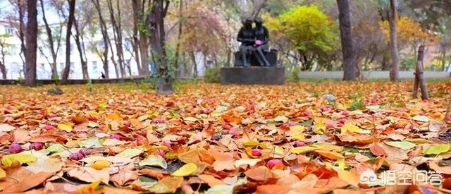 新疆石河子大学是一所什么档次的大学？