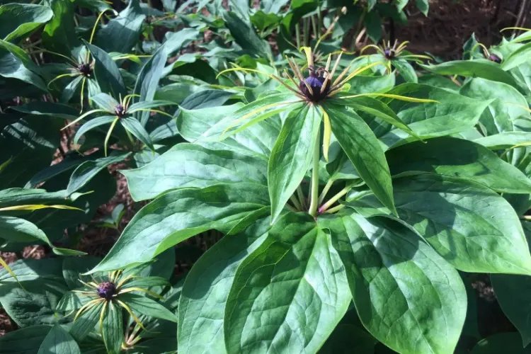 野生七叶一枝花图片及用途