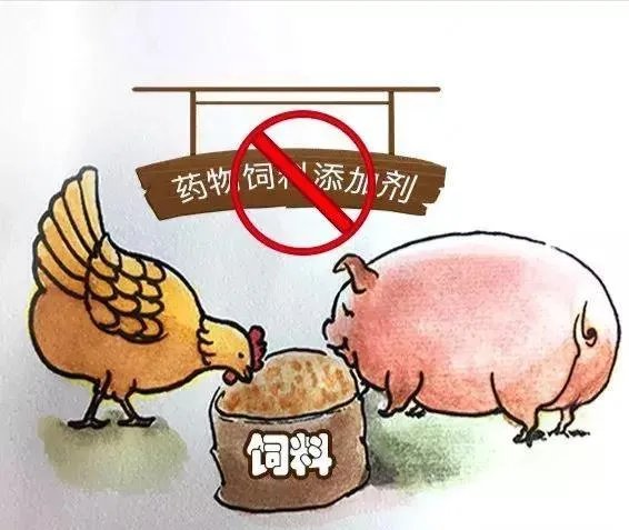 无抗养殖怎么做?