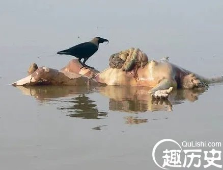揭秘恒河浮尸 这些尸体到底隐藏什么阴谋？