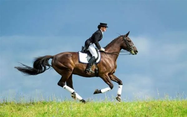 雪天骑马撞人逃逸，我国交通法允许在公路上骑马吗？