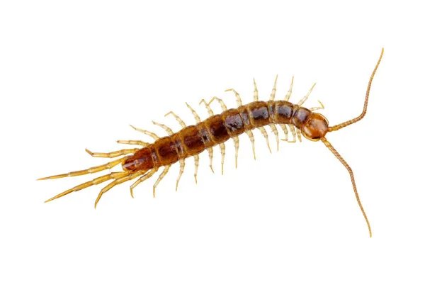 怎么防蜈蚣进入家里面