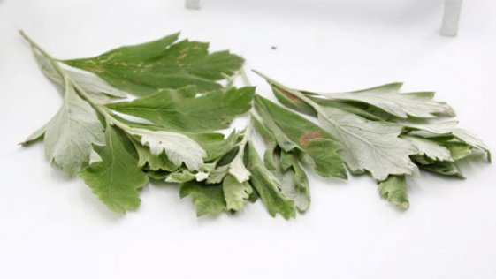 艾草的功效和作用有哪些