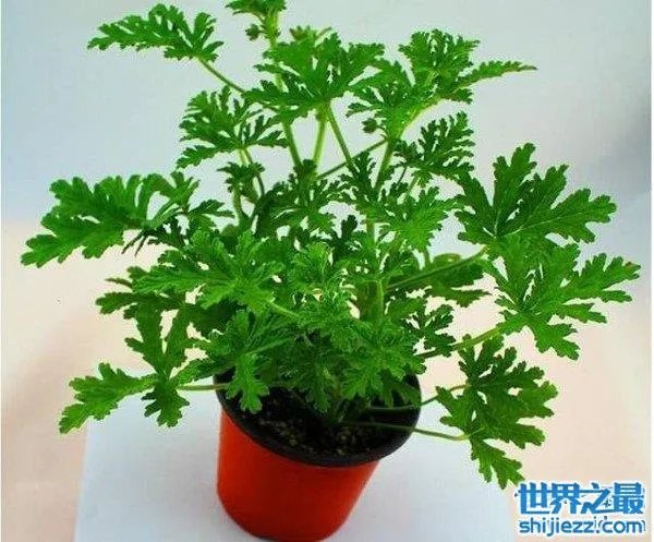 夏天家里放一物绝对没蚊子，还能装饰房间(一举两得) 