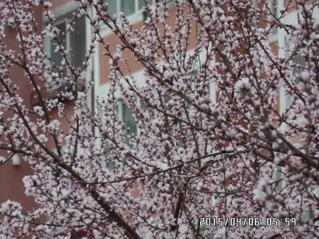 樱井夕树图片？