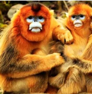 猴子用英语怎么说