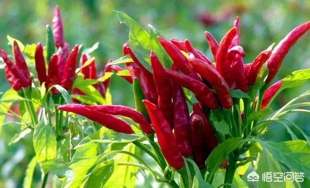 朝天椒如何种？