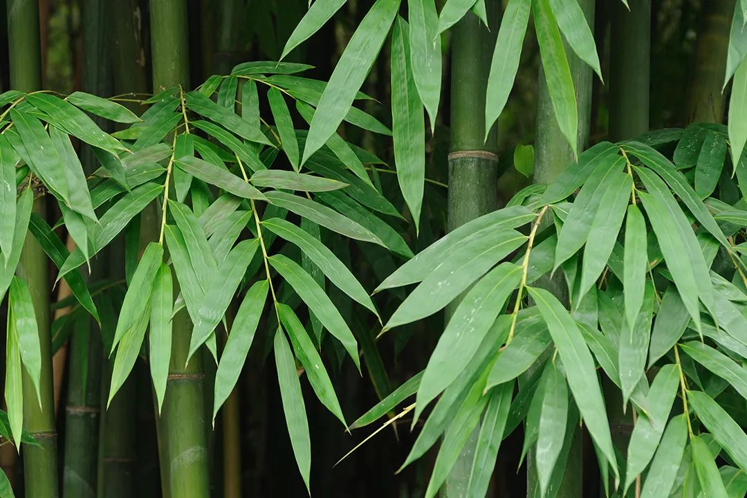 竹叶的功效与作用