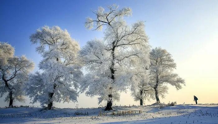 忽如一夜春风来千树万树梨花开作者想表现什么