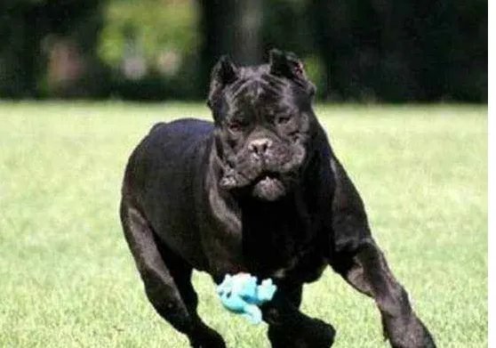 世界十大斗犬排名 第一最强悍凶猛看着都怕