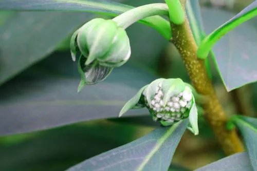 绿萝花的作用绝对令你大吃一惊 绿萝怎么养才能更旺盛