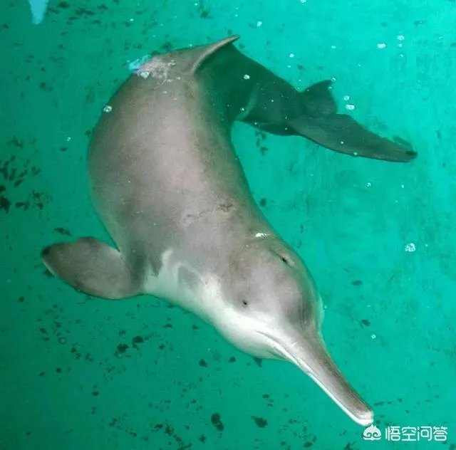 白鱀豚是怎样灭绝的