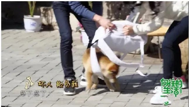 赵丽颖放飞自我是怎么回事？