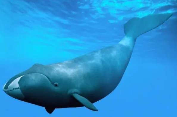 十大寿命最长的动物排名 格陵兰睡鲨上榜，第一可以“长生不老”