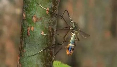 华丽巨蚊到底有多大 华丽巨蚊为什么不吸血只吃同类