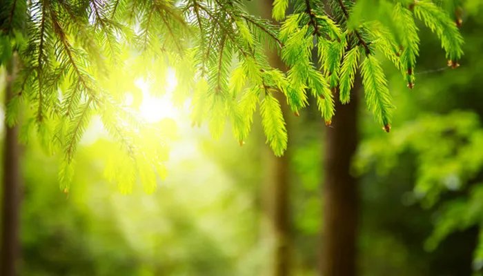 充满阳光的句子 有哪些充满阳光的句子