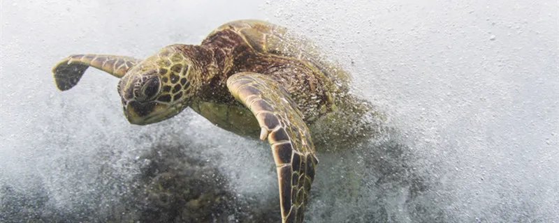 王八看绿豆是什么意思 王八看绿豆王八指的是什么