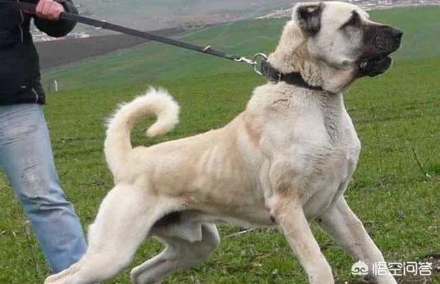 坎高犬的战斗力怎么样?