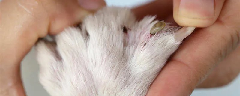 狗皮肤病有哪些 狗皮肤病怎么引起的