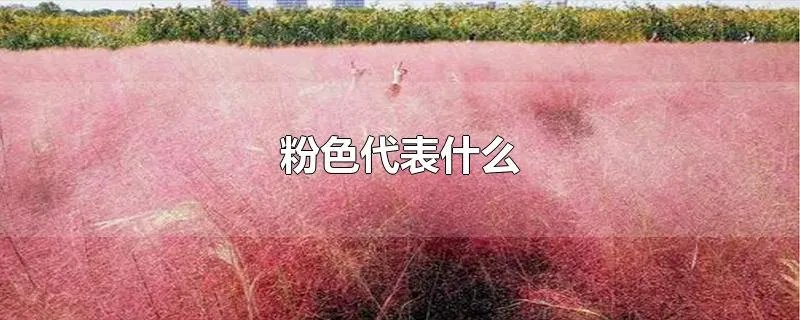 粉色代表什么