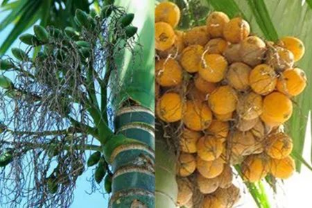 槟榔有什么好处