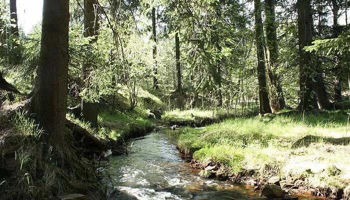 桉树的危害 桉树有哪些危害