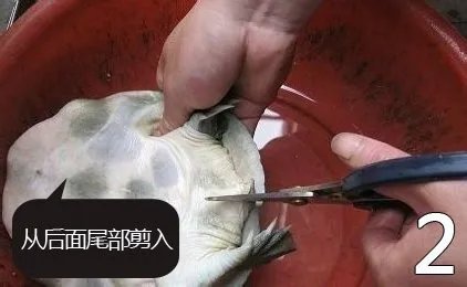 杀甲鱼(王八)正确杀法怎么杀，甲鱼怎么吃？