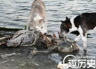 揭秘恒河浮尸 这些尸体到底隐藏什么阴谋？