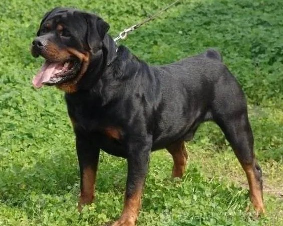 世界十大斗犬排名 第一最强悍凶猛看着都怕